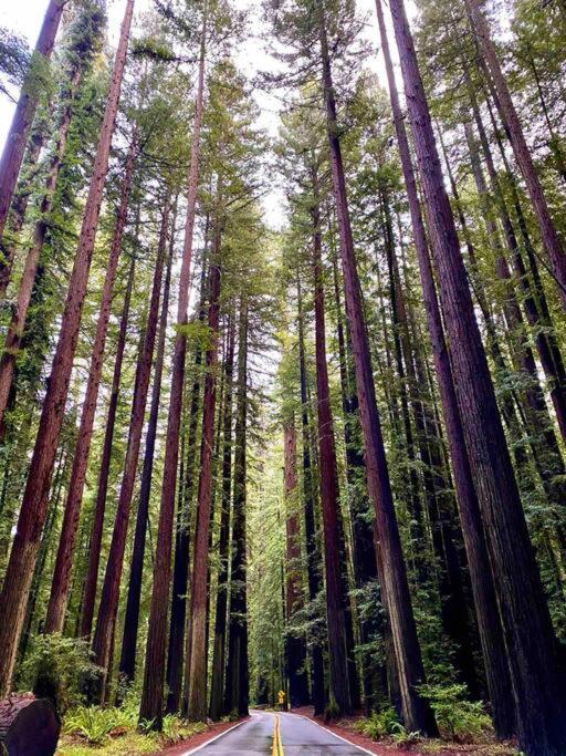 Avenue Of The Giants Pepperwood Place Miranda Eksteriør bilde